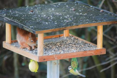 Diebisches Eichhörnchen im Vogelhaus