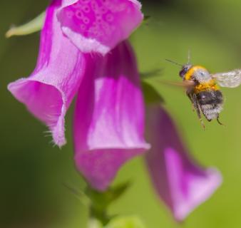 Vorsicht giftig, Anflug zum Fingerhut