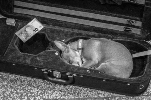 Hund im Koffer