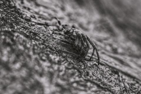 Spider B+W