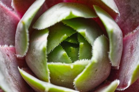 Sempervivum