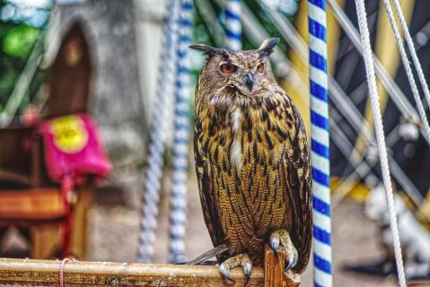 Uhu auf Mittelalterfest