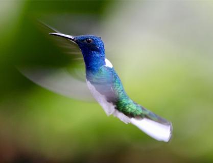 Kolibri im Anflug auf eine Blüte