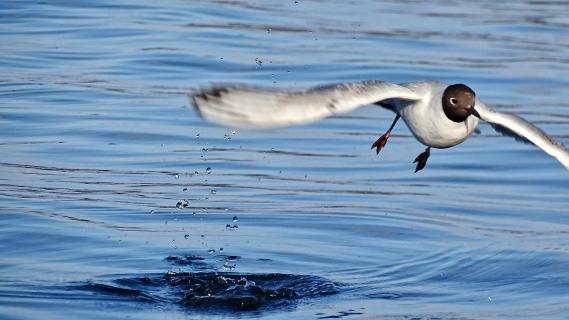 Start aus dem Wasser