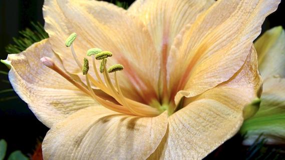 Amaryllis