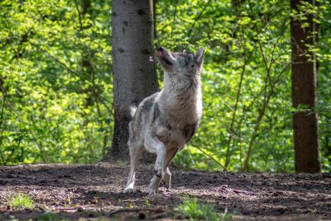 Grauwolf im Sprint 