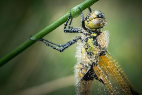 Tautropfen am Vierfleck