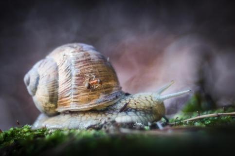 Ameise an Weinbergschnecke