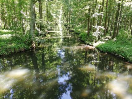 Spreewald