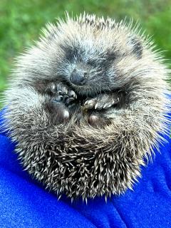 Igel