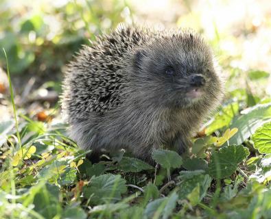 Hallo Igel
