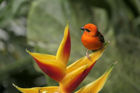 Vogel