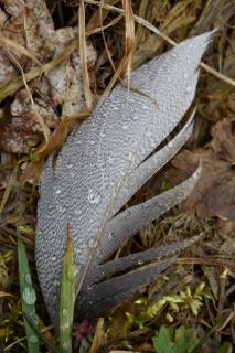 Regennasse Feder im Wald