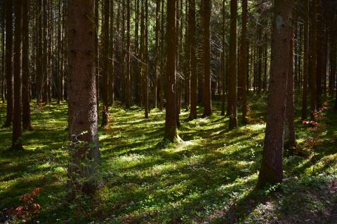 Lichtspiele im Wald