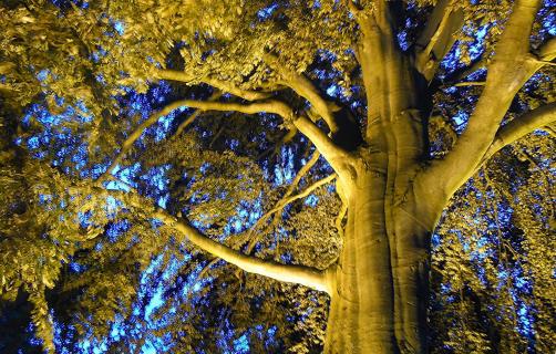 Mein Freund, der Baum