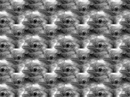 Spatz multiple