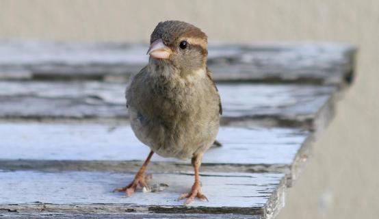 Berliner Spatz