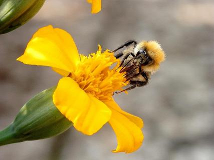 Berliner Biene auf Blüte