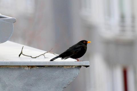 Berliner Amsel