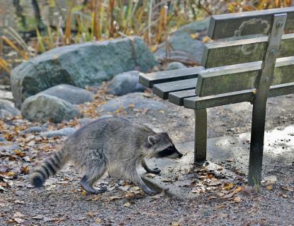 Waschbär