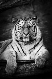 LF_Tiger