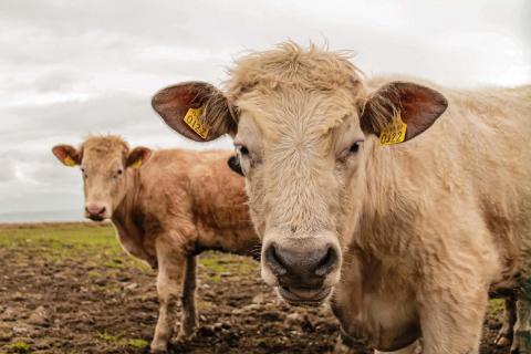 Ireland Cows