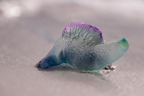 Blue Bottle Jellyfish