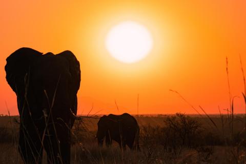 Elephants in Sunset