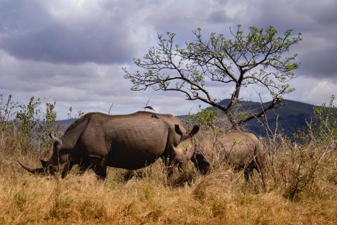 White Rhinos