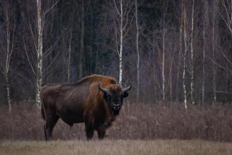 European Bison