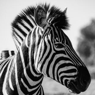 Zebra Black&White Portrait