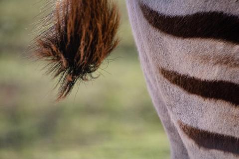 Zebra Detail