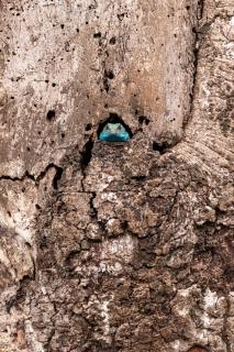 Tree Agama looking out of a tree hole