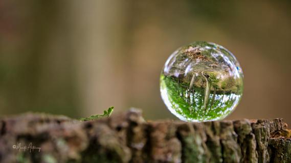 Der Wald im Glas