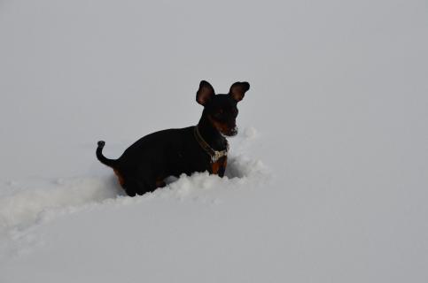 Schneehund