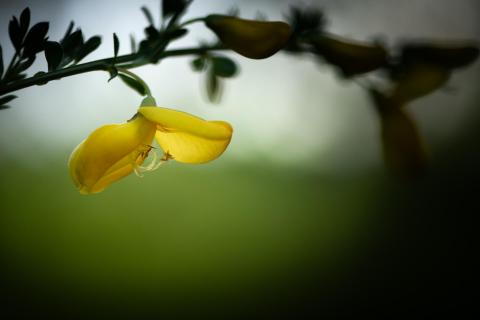 Flower Bridge