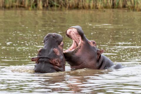 Playing Hippos
