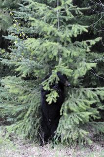 Sich kratzender Bär