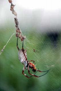 Australische weibliche Golden Orb Weaver spider