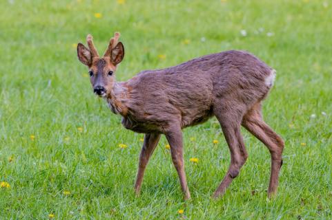 Reh auf Wiese