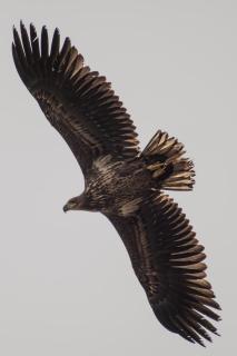 Seeadler