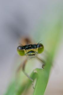 Pechlibelle 