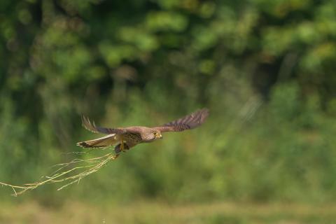 Flugpost 