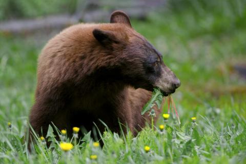 Braunbär 