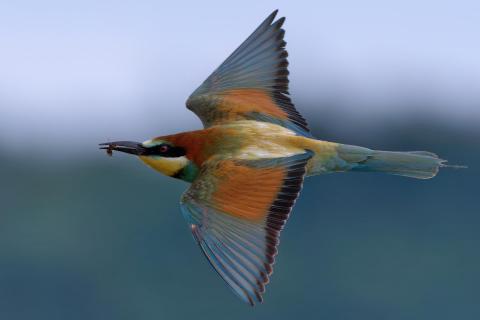 Hubman 5