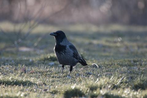 Nebelkrähe am Abend