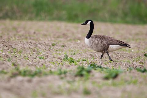 Der frühe Vogel sucht den Wurm