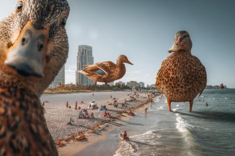 Duck Beach