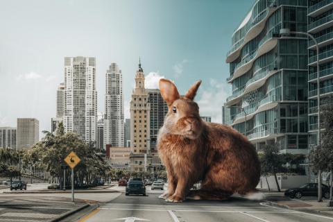 Rabbit Crossing