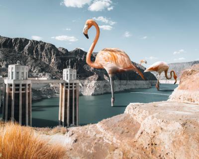 Hoover Dam Flamingos